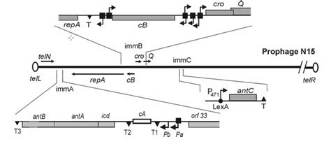 Replication And Maintenance Of Linear Phage Plasmid N15 Microbiology