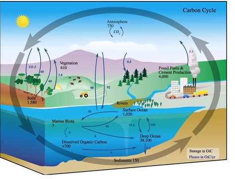 The Carbon Cycle - Integrated Science