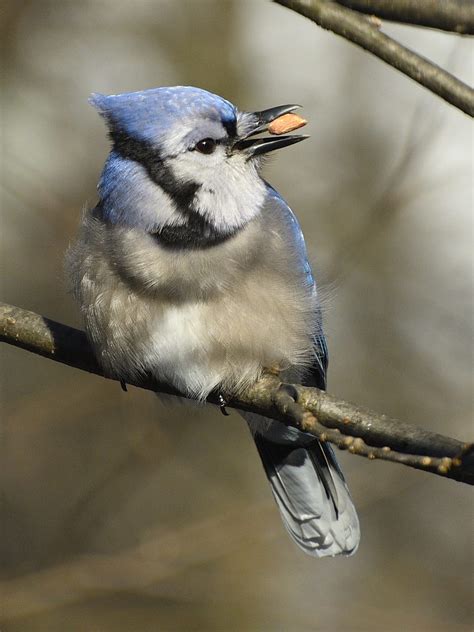 Blue Jay with a peanut - FeederWatch