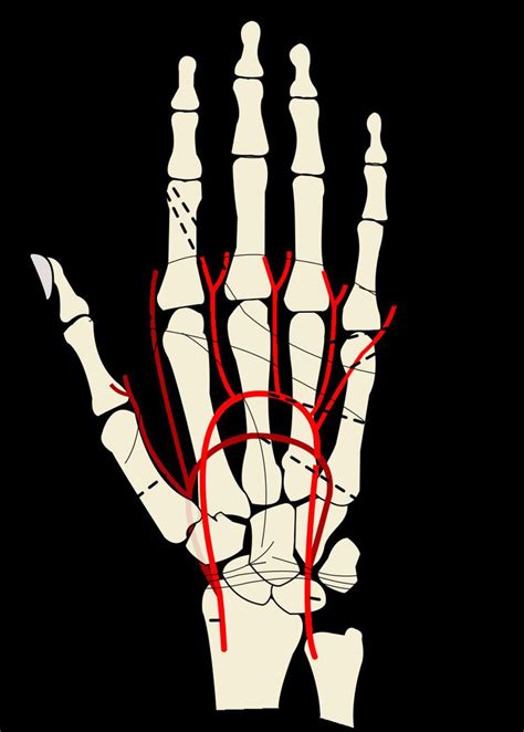 Common Palmar Digital Arteries Alchetron The Free Social Encyclopedia