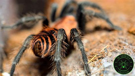 Guatemalan Tiger Rump Tarantula Davus Pentaloris Care — The Tarantula