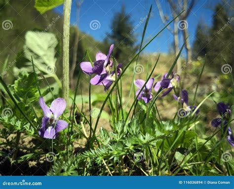 Sweet Violet Flowers in the Grass Stock Photo - Image of landscape ...