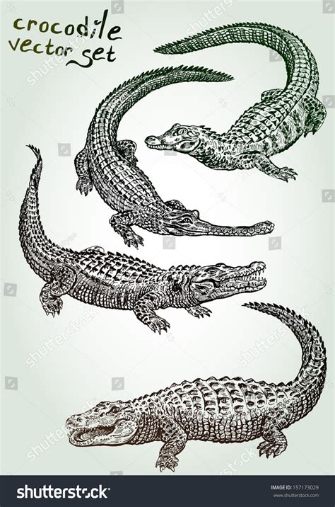 Hand Drawn Crocodile Vector Set 157173029 Shutterstock