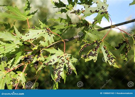 Black Galls Caused By Maple Bladder Gall Mite Or Vasates Quadripedes On Silver Maple Acer