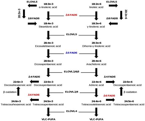 Biosynthetic Pathway Of Very Long Chain Pufa Vlc Pufa Download