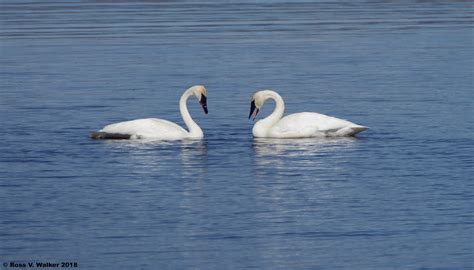 Ross Walker photography: Trumpeter Swans Nesting