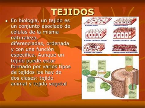 Tipos De Tejidos Vegetales Características Y Funciones