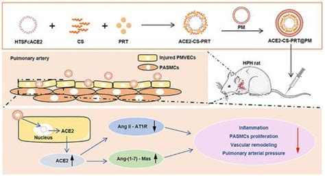 仿生纳米粒子介导的血管紧张素转换酶 2 缺氧反应质粒靶向递送以逆转缺氧性肺动脉高压acs Nano X Mol