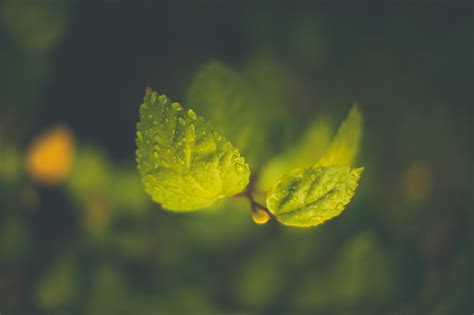 Wallpaper Sunlight Leaves Depth Of Field Nature Water Drops