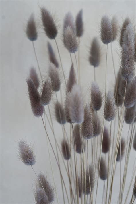 Gray Lagurus Flowers FlowerFantaSee