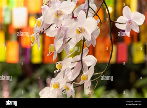 Beautiful orchids on display at the Atlanta Botanical Garden in Midtown ...