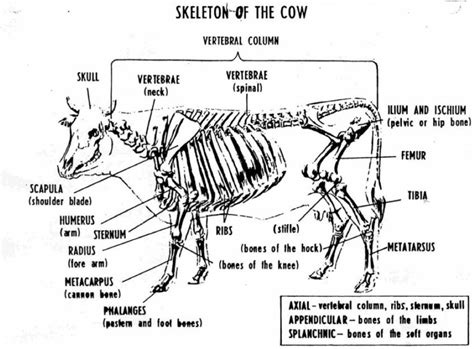 Cow Skeletal Diagram