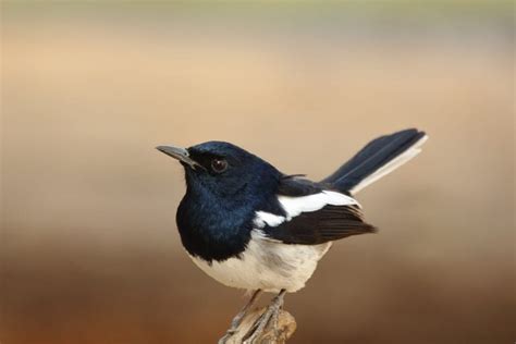 17 Interesting Facts About Magpies Fact City