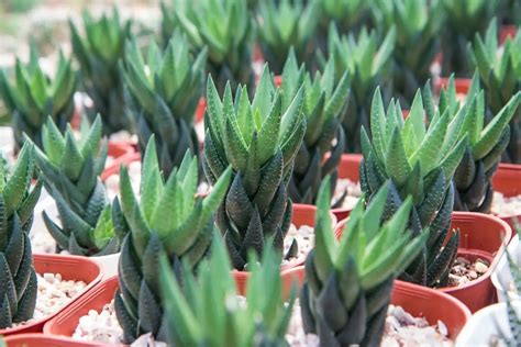 Haworthia Coarctata Care How To Grow This Succulent Successfully Store