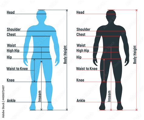 Male Size Chart Anatomy Human Character People Dummy Front And View