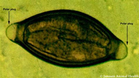 Ruminant Eggs Trichuris