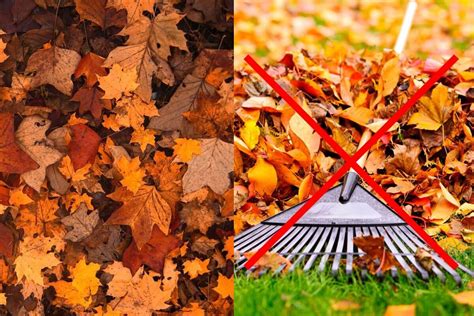 Inutile De Ramasser Les Feuilles Mortes Selon Les Experts