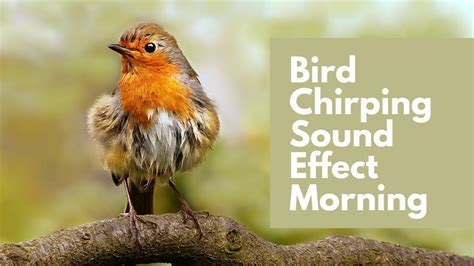 Bird Chirping Sound Effect Morning No Music Youtube