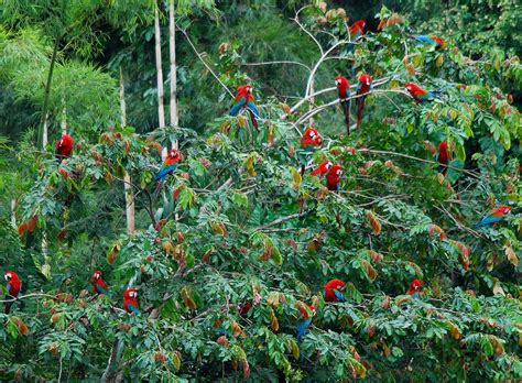 Amazonia