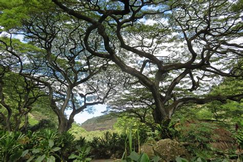 Waimea Falls Botanical Garden | Fasci Garden