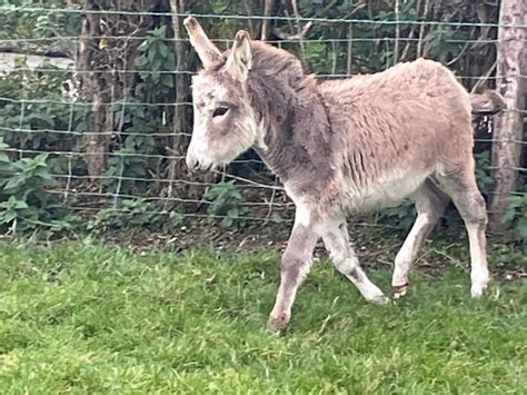 Female donkey for sale in Co. Galway for €350 on DoneDeal