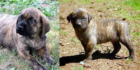 American Mastiff Puppies | PETSIDI