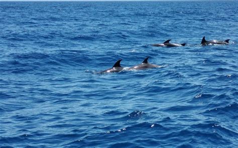 Observación de Ballenas Delfines Experiencia Privada Canary Trip