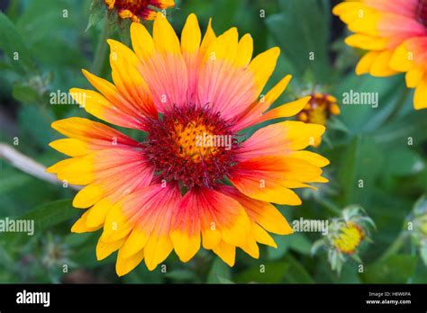 Common Blanket Flower Gaillardia Aristata Growing In A Garden In St