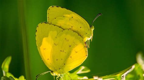 Por Qu Hay Invasi N De Mariposas Amarillas En Aguascalientes Y Qu