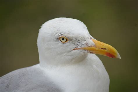 Seagull Bird'S Eye Beak - Free photo on Pixabay - Pixabay