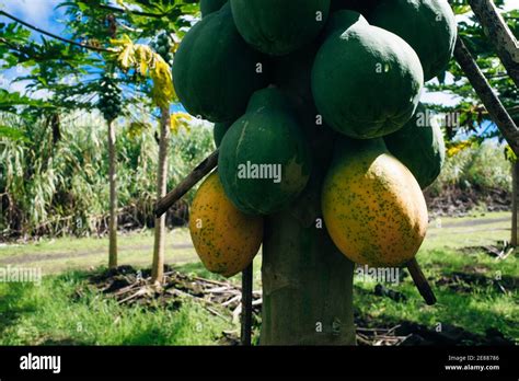 Close Up Of A Papaya Tree Whose Fruit Is Ripe On The Tree Hawaii Stock