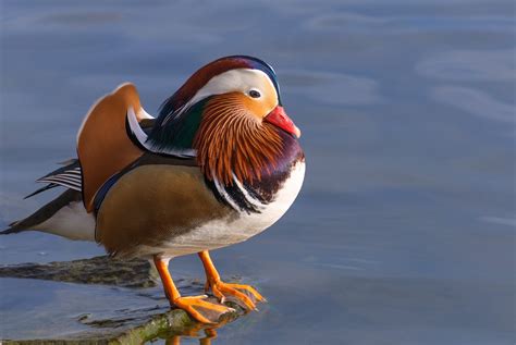 Mandarin Duck Bird Ducks 40 Wallpapers Hd Desktop And Mobile