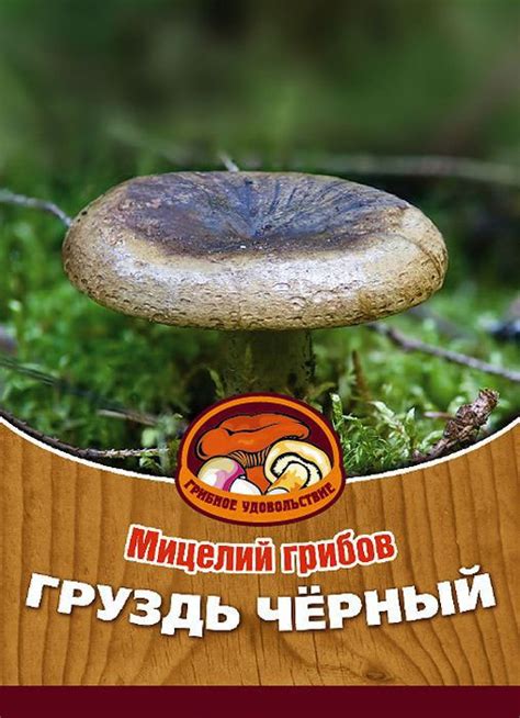 Мицелий грибов "Груздь черный", субстрат. Объем 60 мл — купить в ...