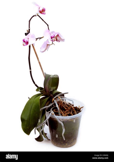 Phalaenopsis Orchid In Need Of Repotting Stock Photo - Alamy