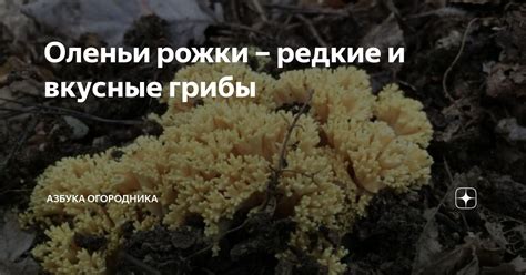 Оленьи рожки – редкие и вкусные грибы | Азбука огородника | Дзен