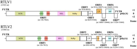 Frontiers Identification And Characterization Of Two Closely Related