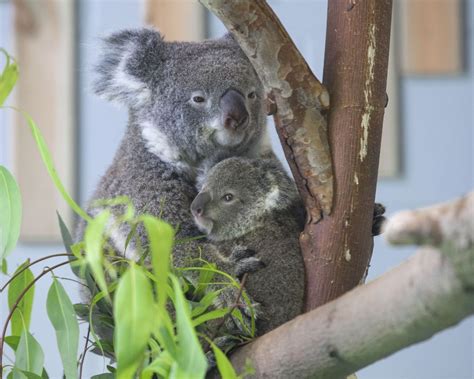 Koala Steckbrief Alles Wichtige über ihr Leben Co Galileo