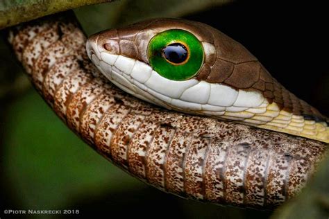 Boomslang snake | Crocodile species, Cute reptiles, Amphibians