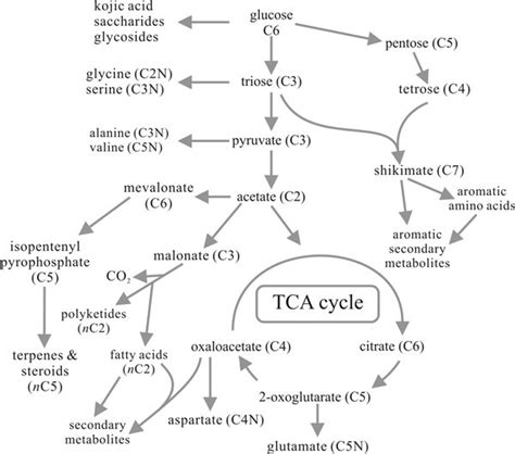 Secondary Metabolism