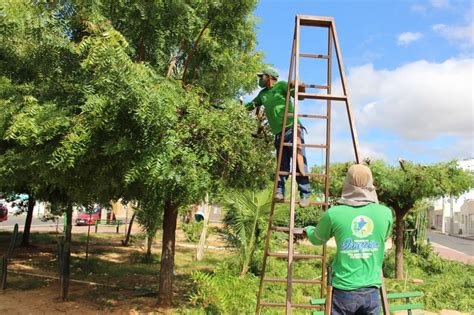 Como Forma De Preven O Prefeitura De Juazeiro Intensifica Poda De