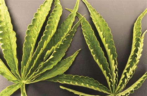 What Causes Cannabis Leaves To Curl Up R Honguanclub