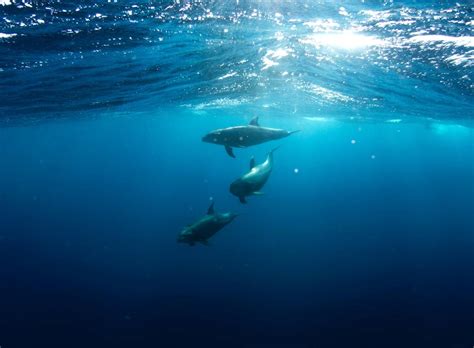 Are Dolphins Endangered? They Are and the Sad Reasons Matter - Owlcation