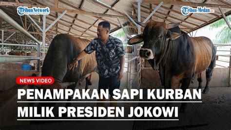 Penampakan Sapi Kurban Sumbangan Presiden Jokowi Berbobot 1 Ton Untuk