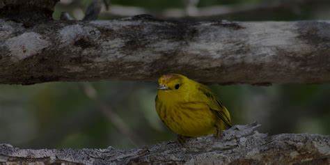 Finch Ranking For Sustainable Travel Destinations | Galapagos.com