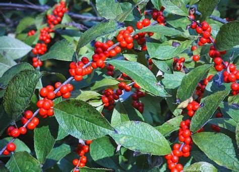 6 idées d arbuste à baies rouges à planter au jardin