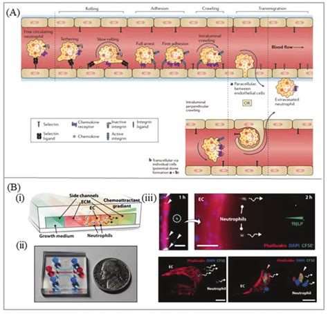 microfluidic chips  leukocyte transendothelial migration