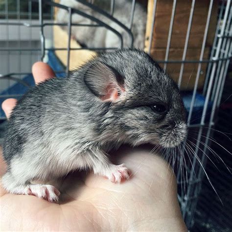 186 Baby Chinchillas That Will Melt Your Heart Chinchilla Cute