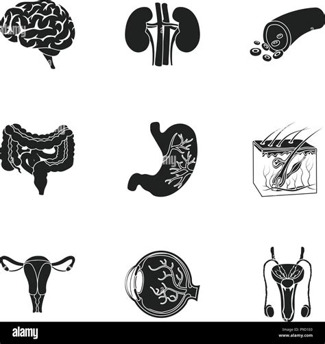 Organs Set Icons In Black Style Big Collection Of Organs Vector Symbol