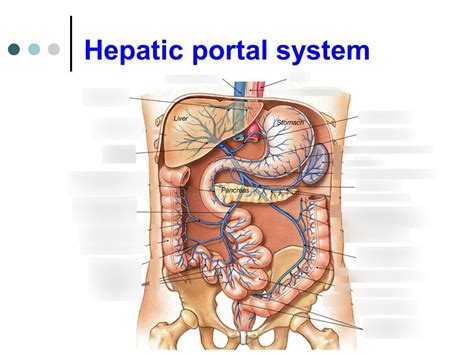 Hepatic Portal System