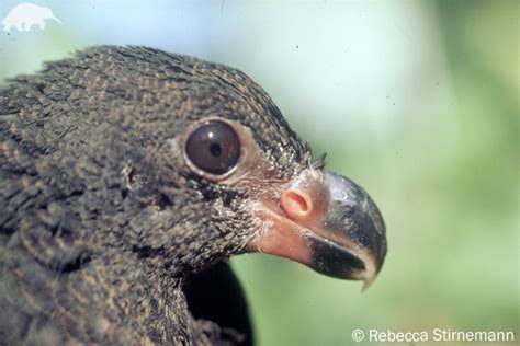 Tooth-billed Pigeon | Didunculus strigirostris